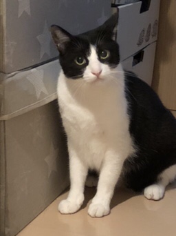 港南  ハチワレのチャック君  お客様の声