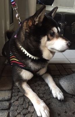 春日市 柴犬 お散歩代行