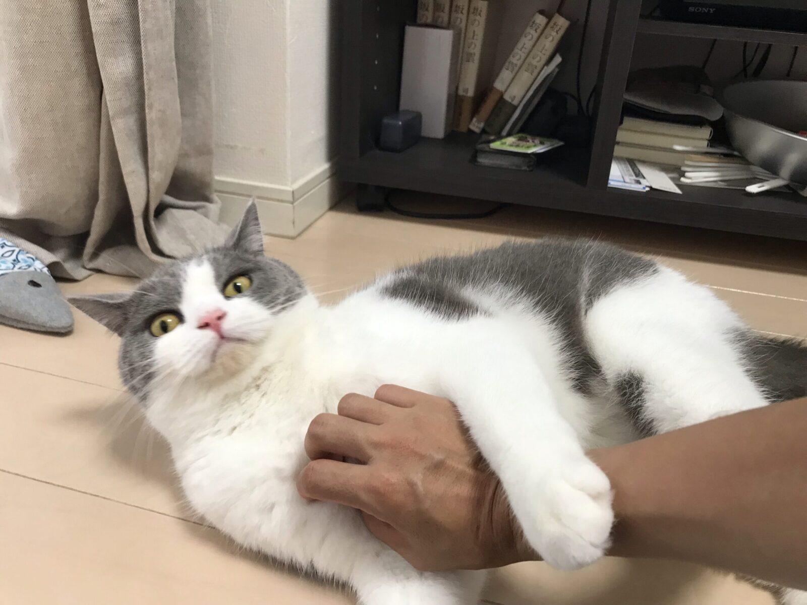 ブリティッシュショートヘアー　の男の子♡キャットシッター