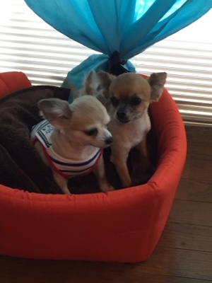 須恵町 チワワ ゆきちゃん予防接種