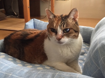 筑紫野市 猫 みゃーちゃんちゃん、マリンちゃん、ルカくん お世話