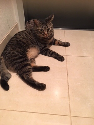 白金台  チコ君🎶