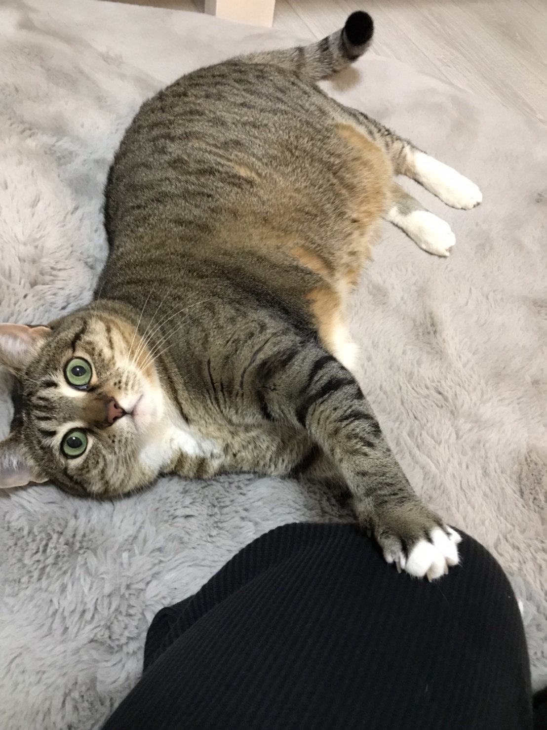 川崎区ペットシッター　猫ちゃん