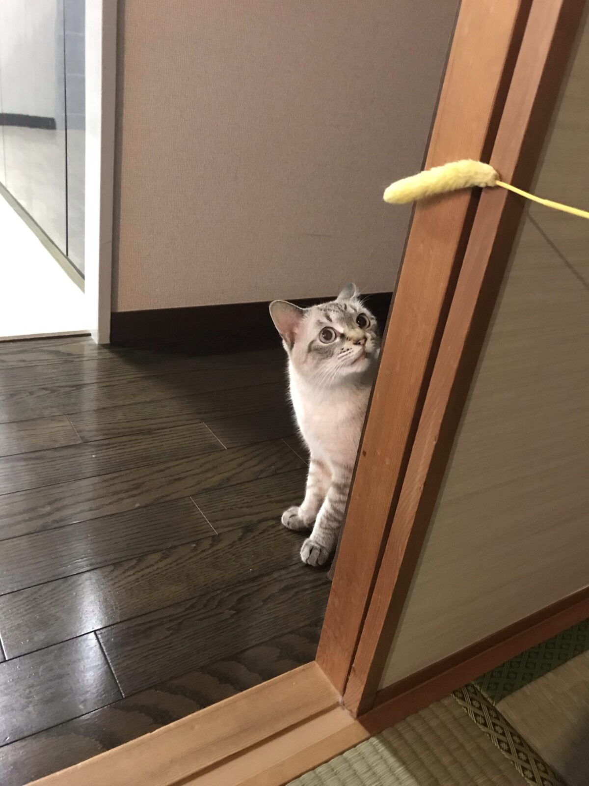 川崎市　キャットシッター　