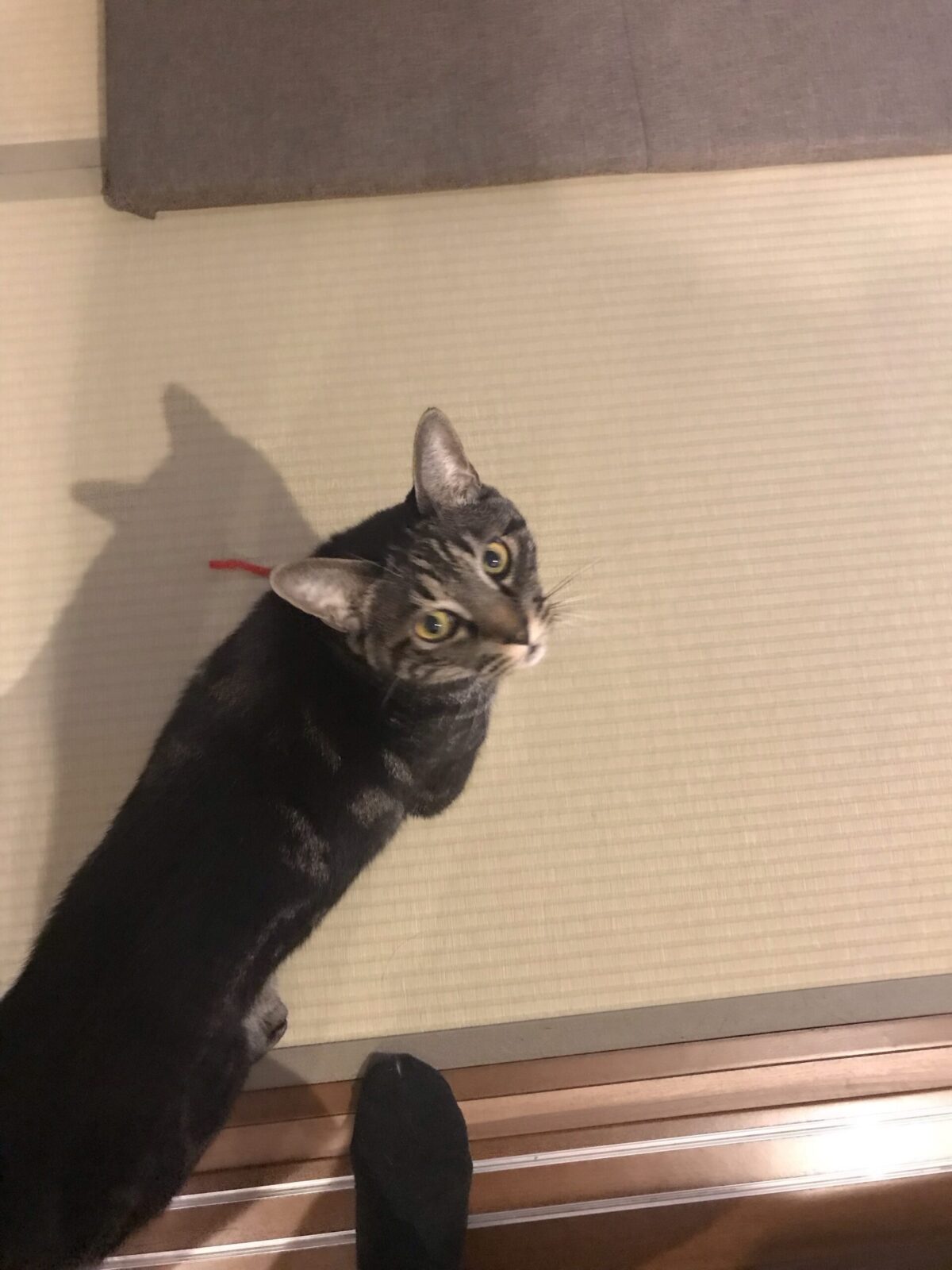 宮前区 ペットシッター 兄弟猫ちゃん