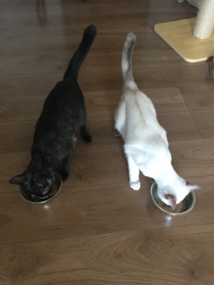 大野城市 仔猫 ミミちゃんとココちゃんのお世話