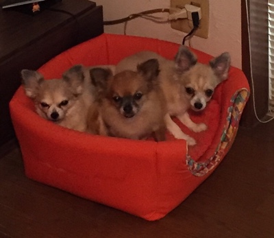 須恵町 犬 さくらちゃん、ももちゃん、ゆきちゃんのお世話