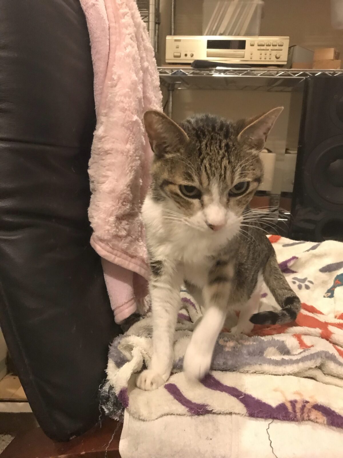 幸区　キャットシッター　ハリーくん