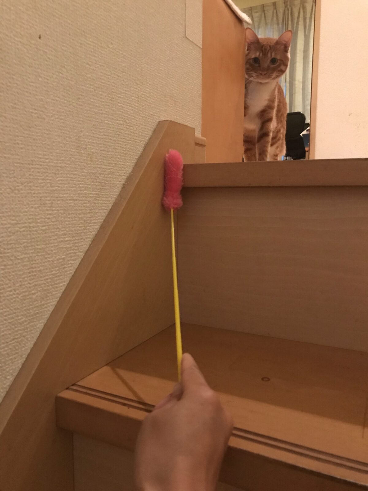 幸区　茶トラ　キャットシッター