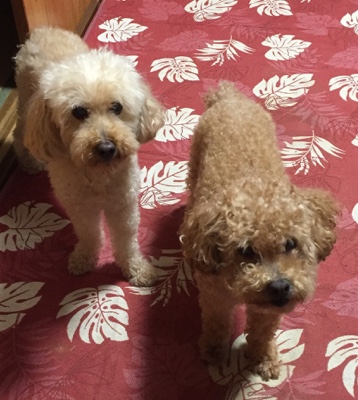 太宰府市 プードル もこちゃんとれんくんのお世話の様子①