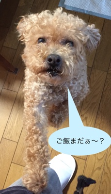 太宰府市 プードル もこちゃんとれんくんのお世話の様子②