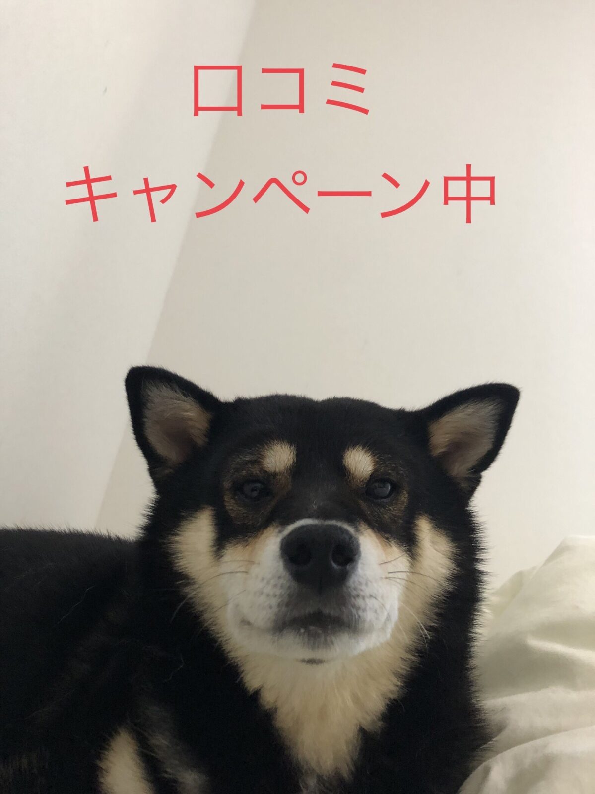 鶴見区ペットシッター　口コミ　キャンペーン