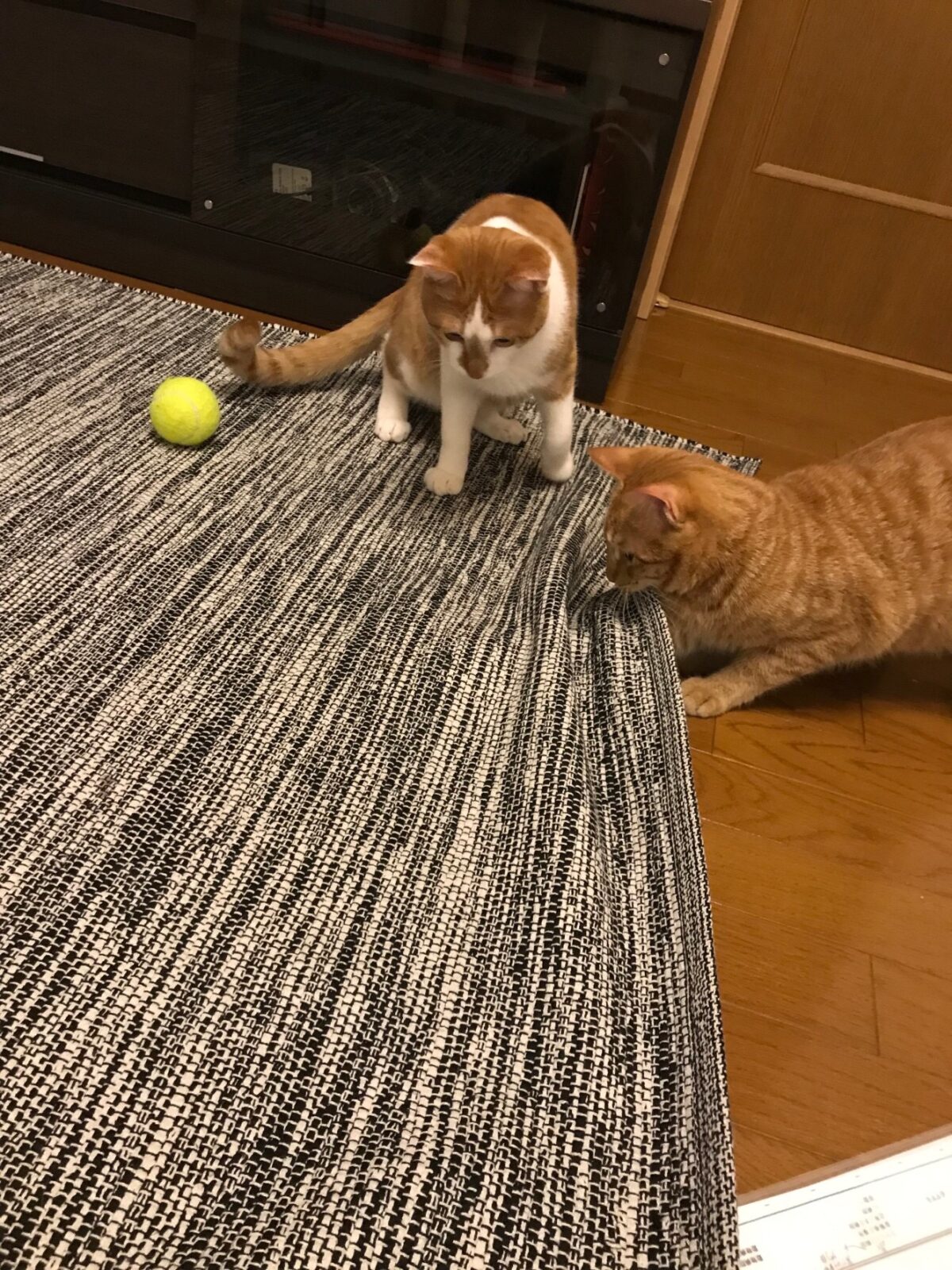 宮前区 キャットシッター 兄弟猫ちゃん