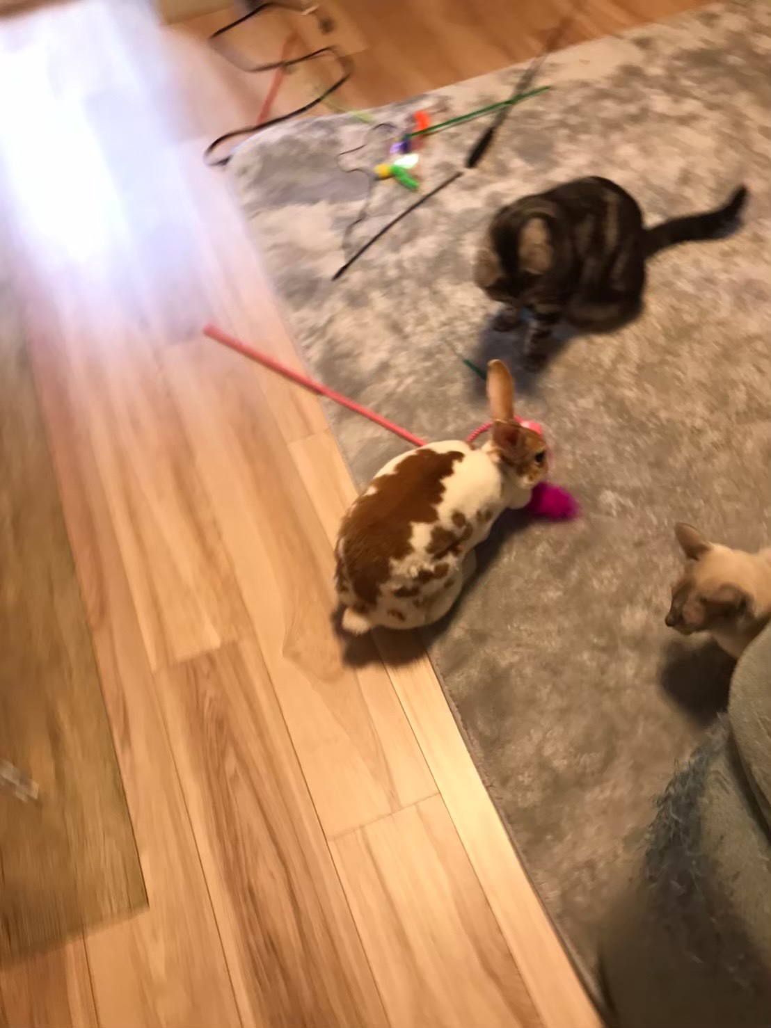 ウサギさんペットシッター　