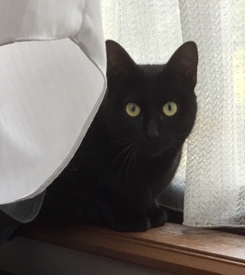 筑紫野市 黒猫 四葵ちゃんのお世話