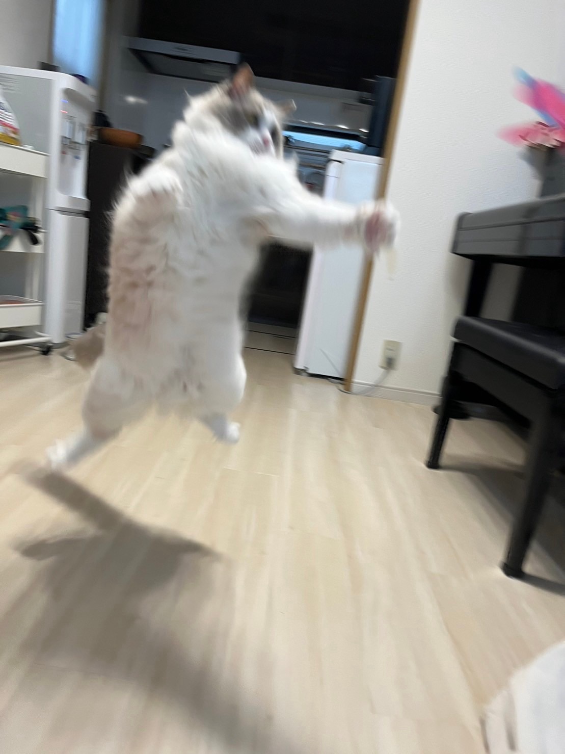 大倉山ペットシッター