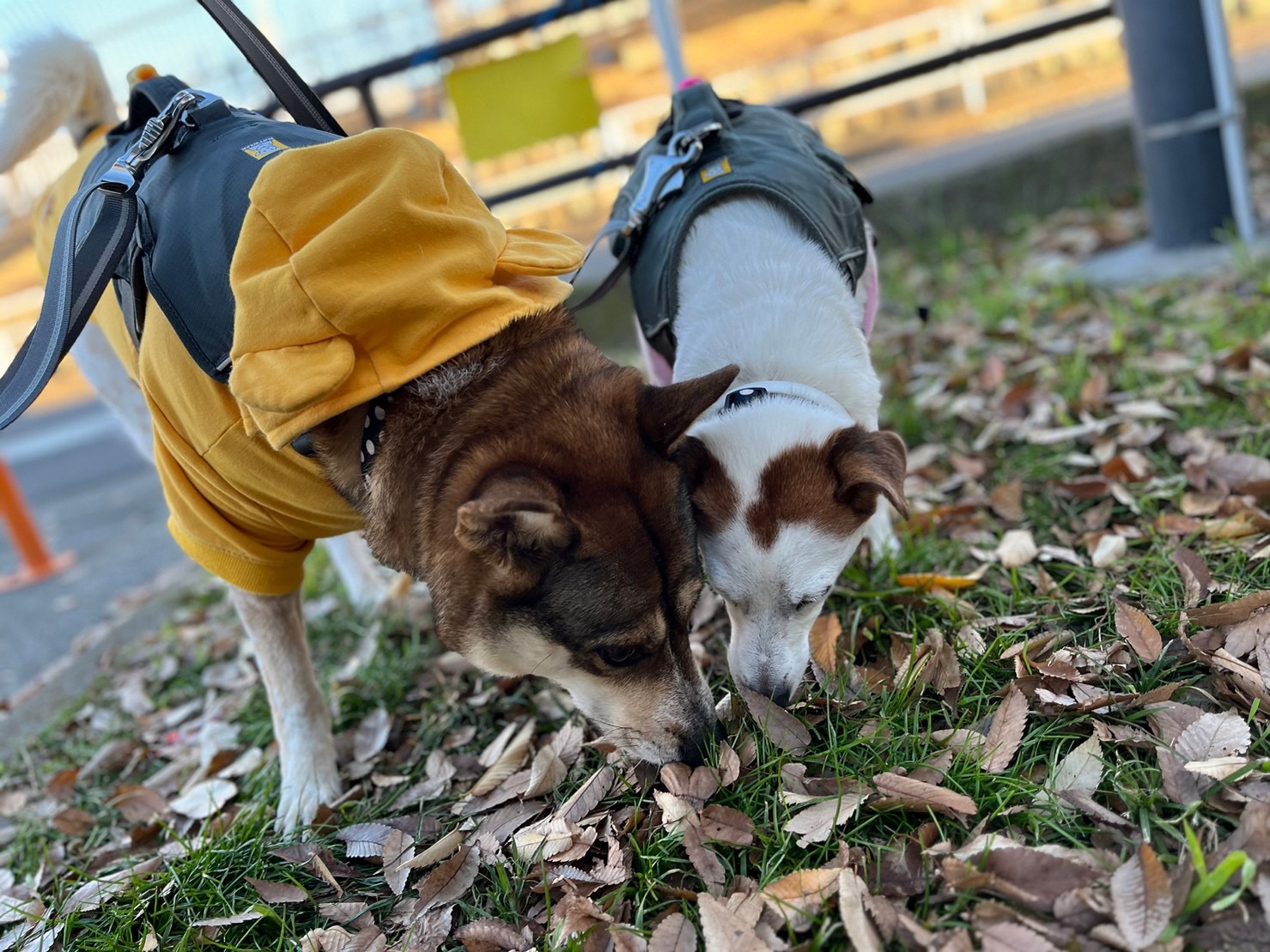 鶴見区ペットシッター　お散歩代行