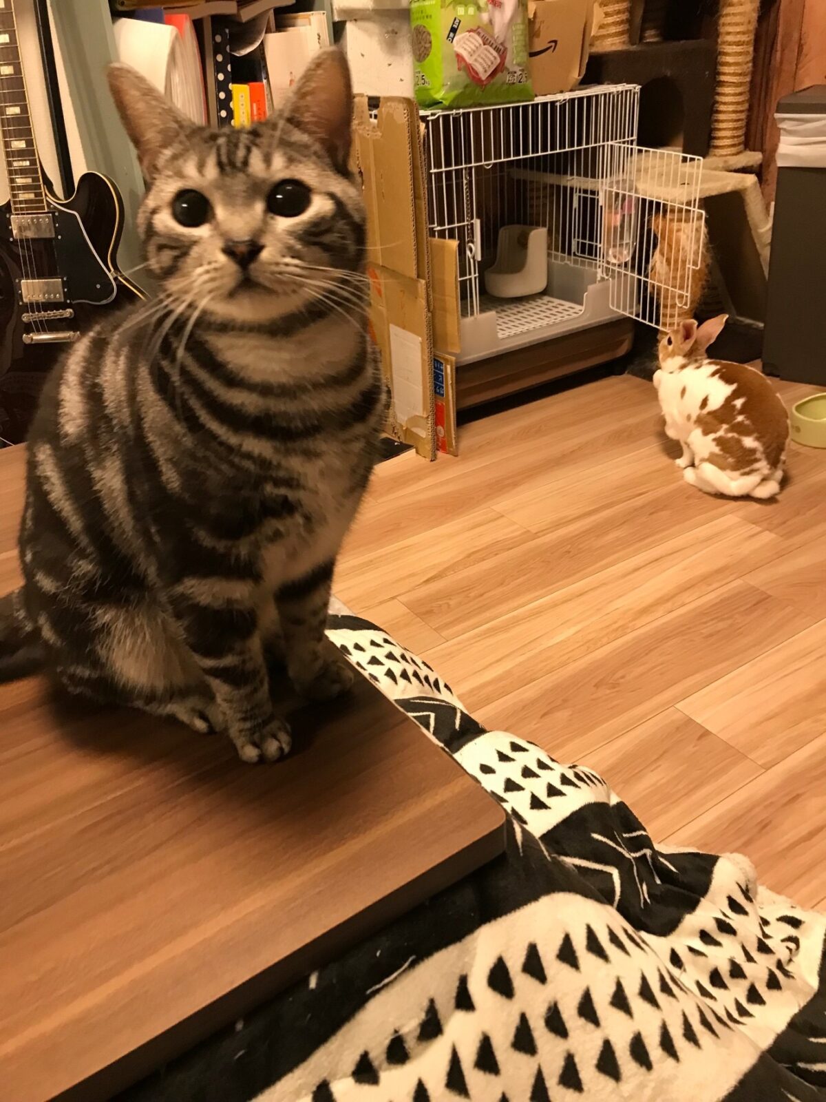 ペットシッター　うさぎさん猫ちゃん　多頭飼育