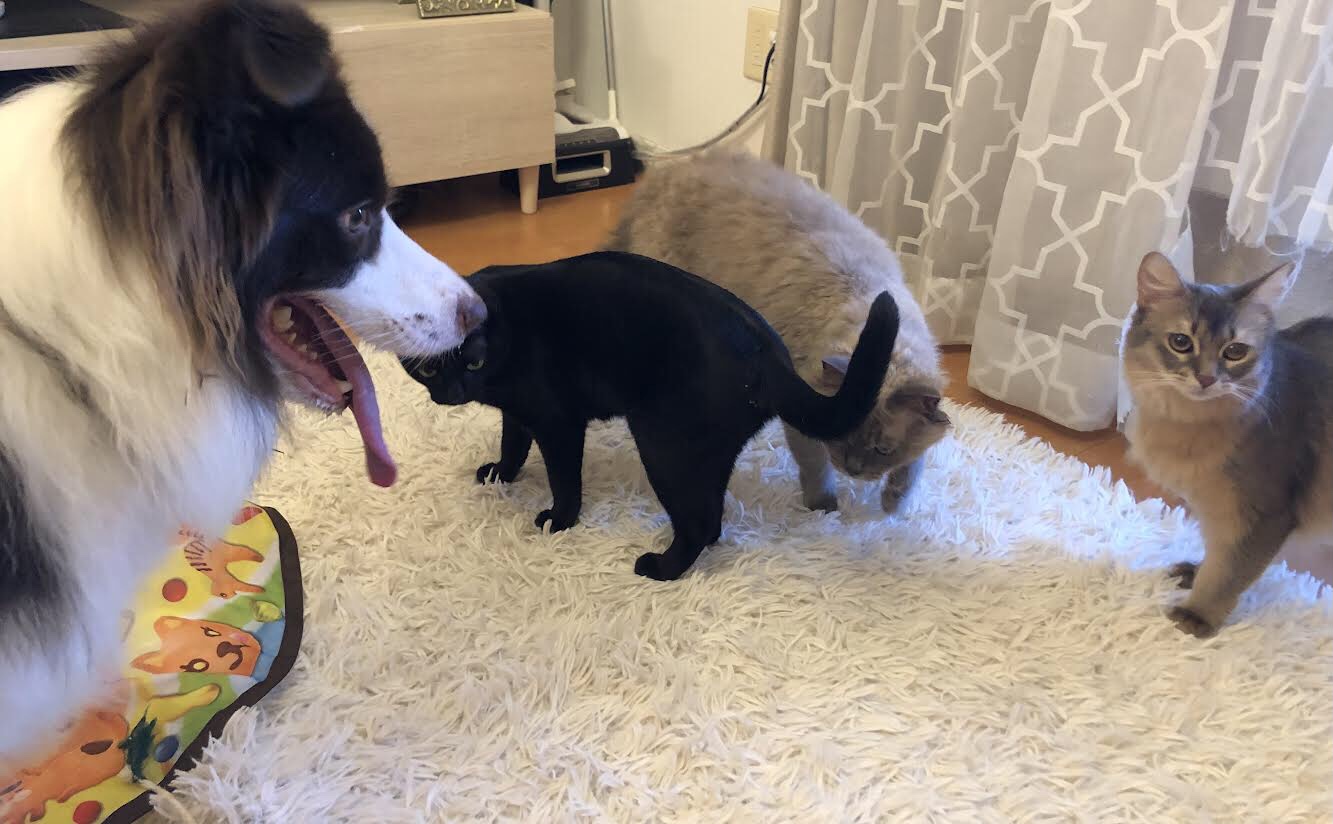 ボーダーコリー　シェリーちゃん　ペットシッター