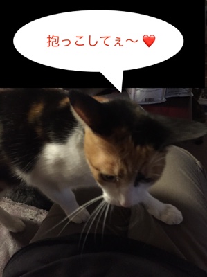 太宰府市 ６匹の猫ちゃんたちのお世話