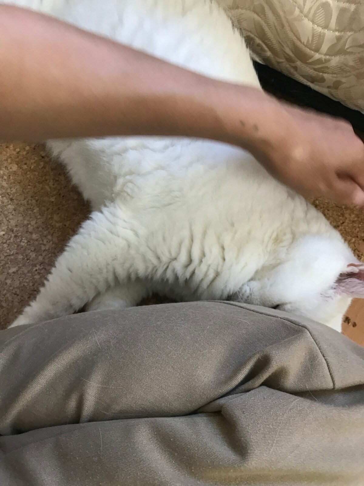 甘えん坊さんの猫ちゃん ペットシッター