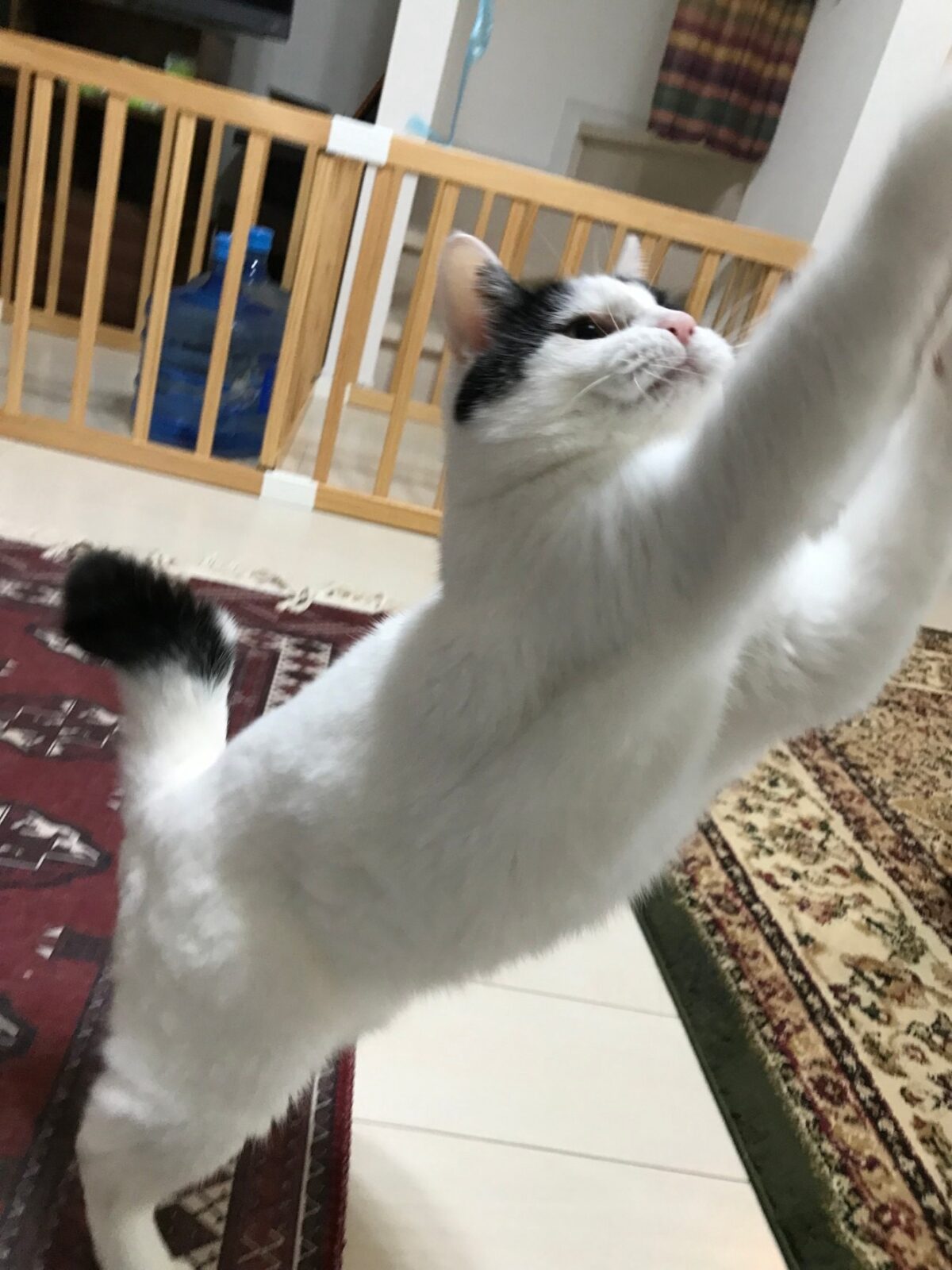 鶴見区生麦ペットシッター