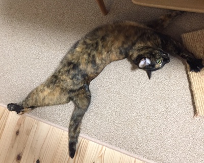 三びきの猫 ふゆちゃん、はるちゃん、なつちゃんのお世話