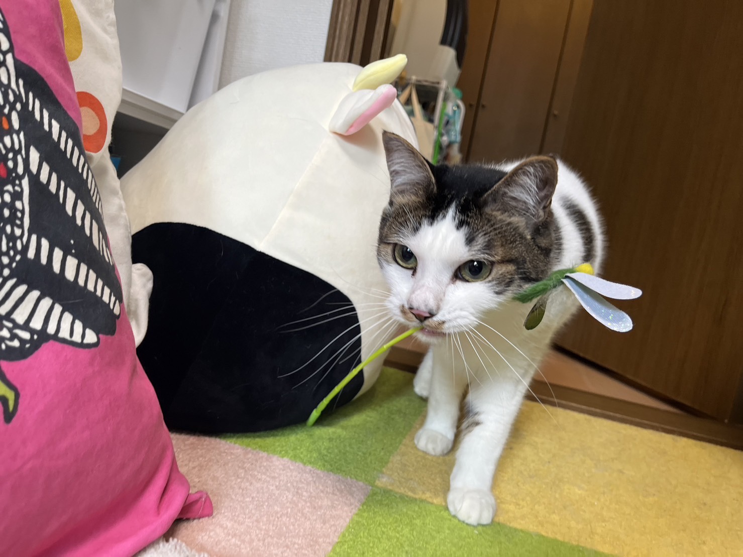 港北区ペットシッター　猫ちゃんお留守番