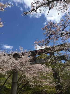 ペットシッター晴ればれ 一周年