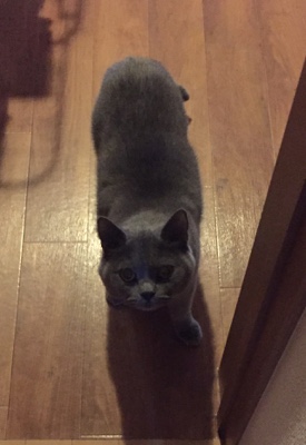 大野城市 ブリティッシュショートヘア ぶりおくんのお世話