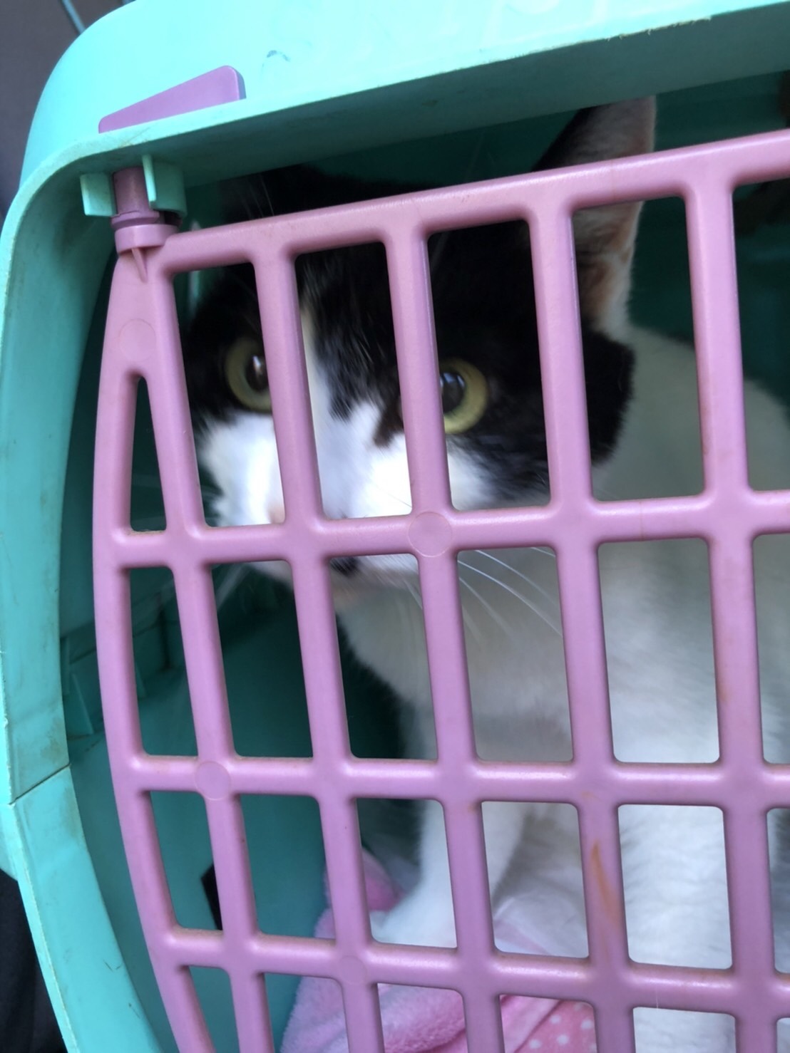 北加瀬 動物病院 同行 猫ちゃん 腎臓