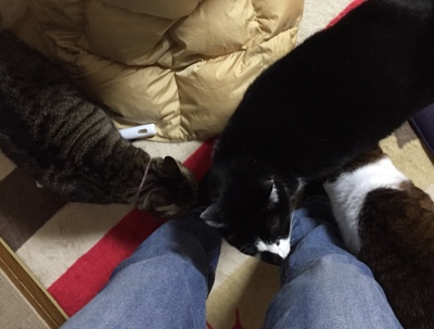 宇美町 三匹の猫 あずきくん、ちっちちゃん、ジークくんのお世話の様子