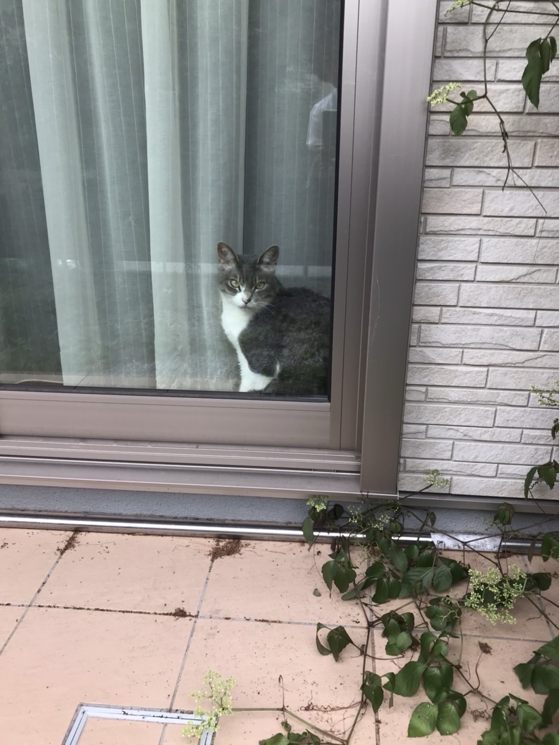 大倉山ペットシッター　3ニャンズさんのお世話