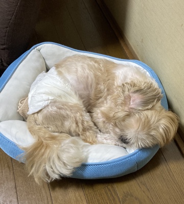 大野城市　シーズー　ミルクくんのお世話