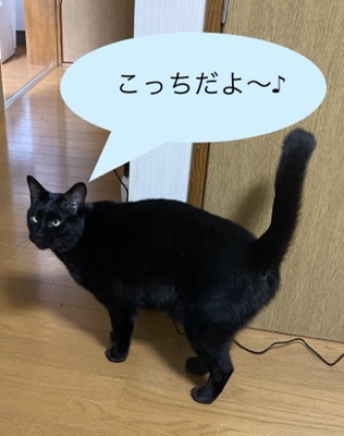黒猫　ニルくん、アルくんのお世話