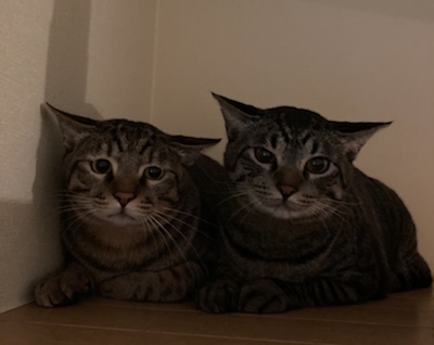 太宰府市　ジニくん、リマくんのお世話