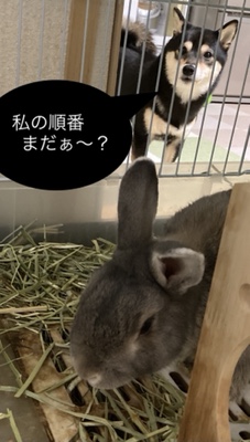 黒豆柴、はなちゃんとミニウサギ、ちまくんのお世話