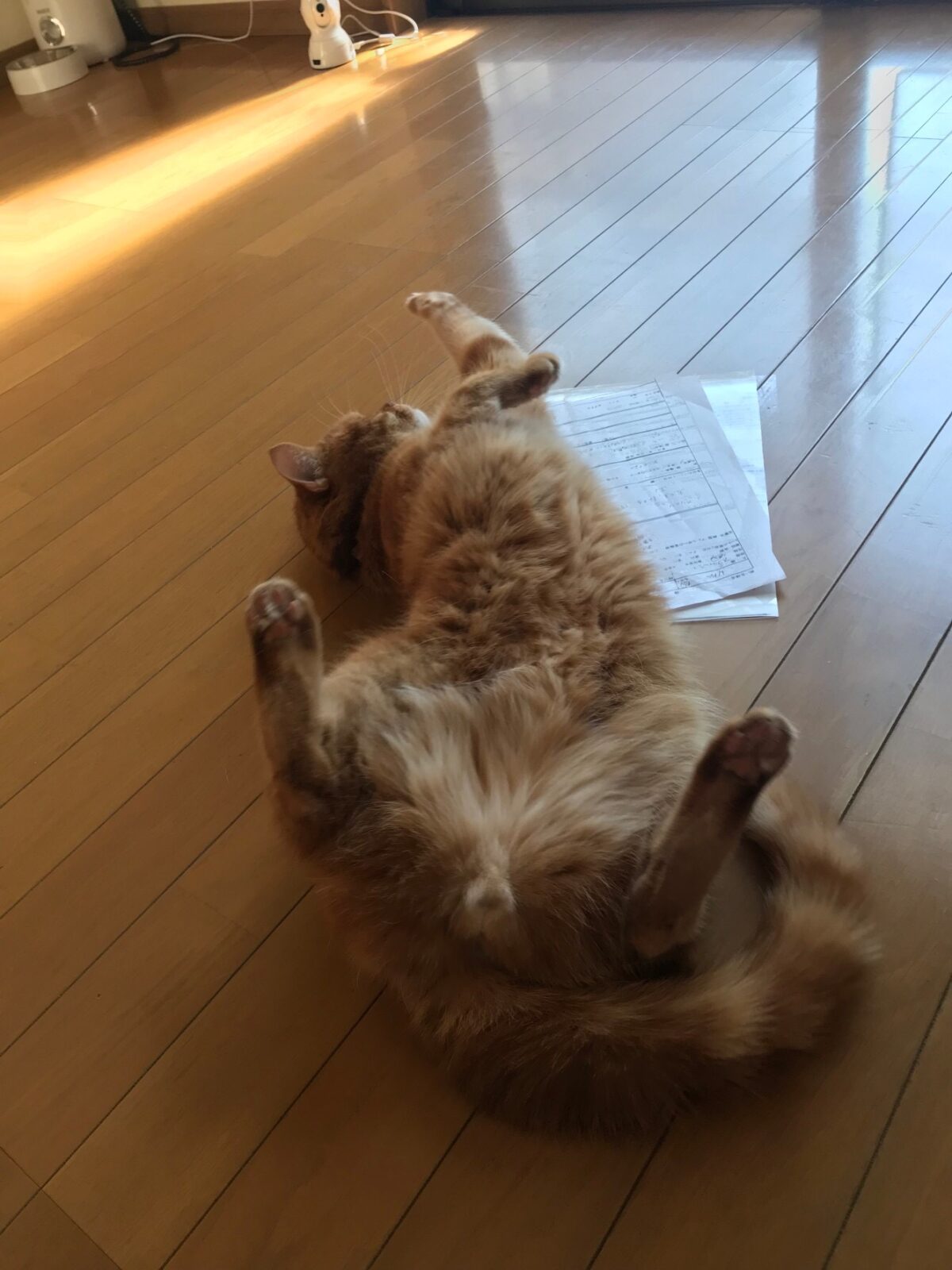 川崎区キャットシッター　アメリカンショートヘア　りんちゃんのお世話