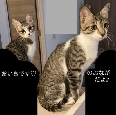 大野城市　仔猫　のぶながくんとおいちちゃんのお世話