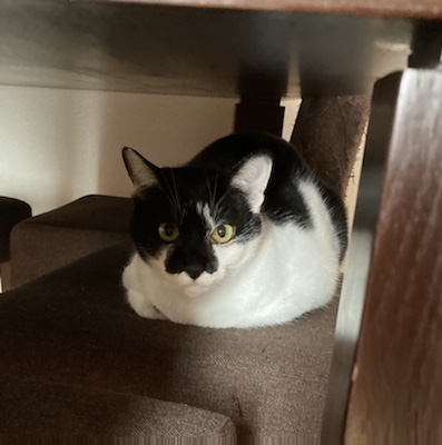 嘉麻市　甘えん坊猫しいちゃんと仔猫のメイちゃんのお世話