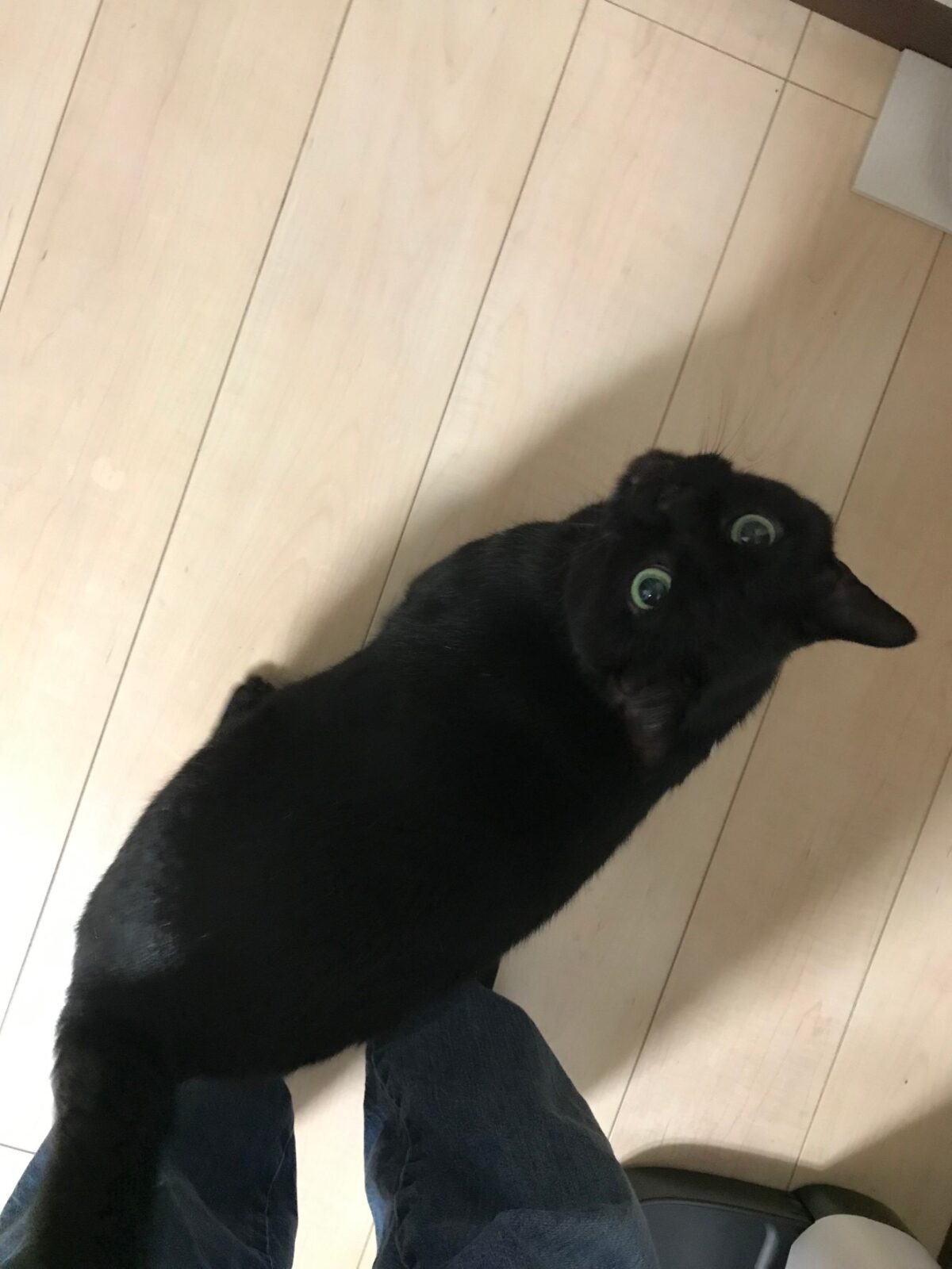 綱島ペットシッター　黒猫ちゃんのお世話