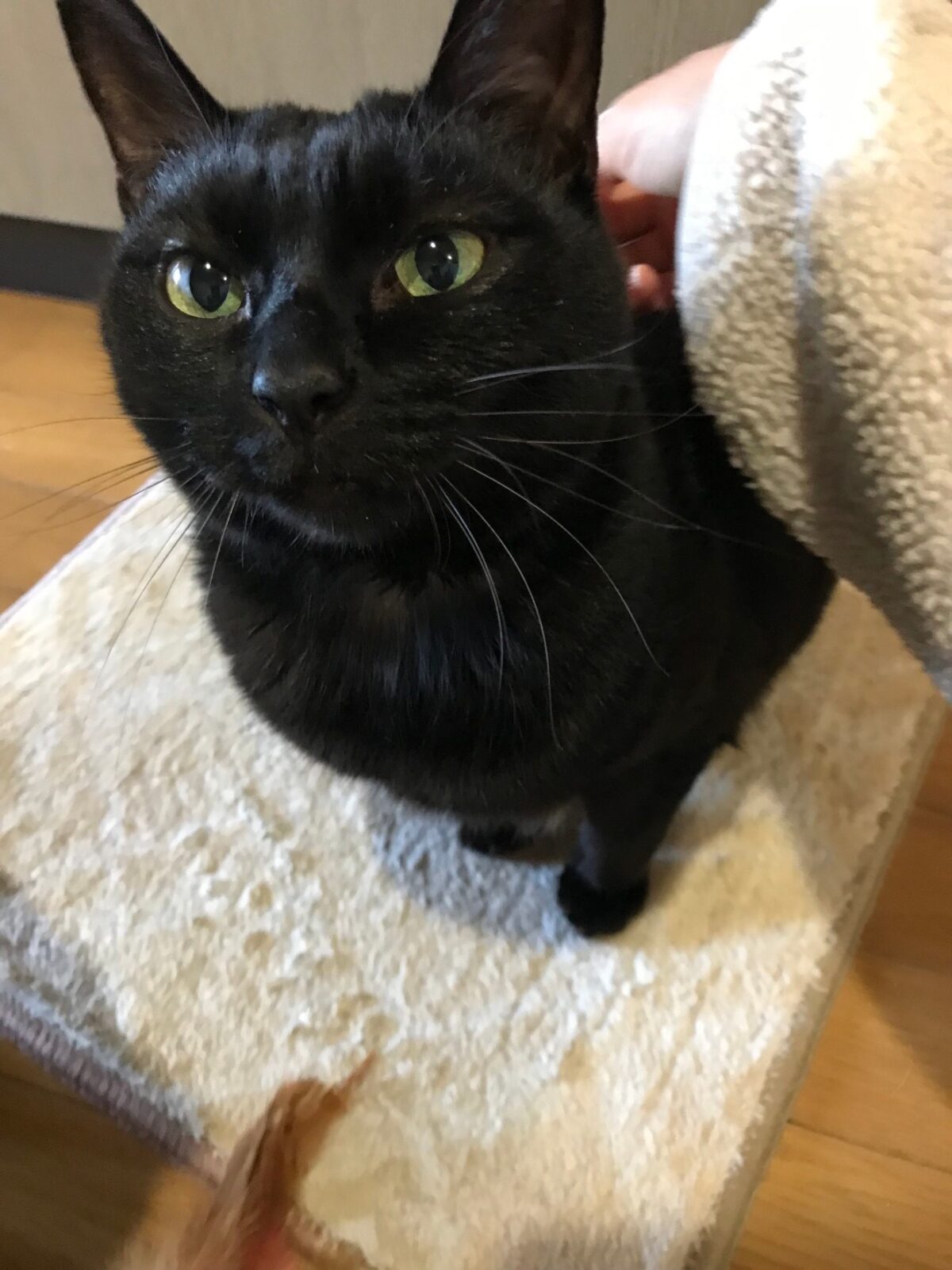 蒲田ペットシッター 大田区