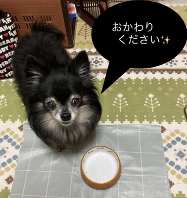 春日市　チワワ　ピックくんのお世話