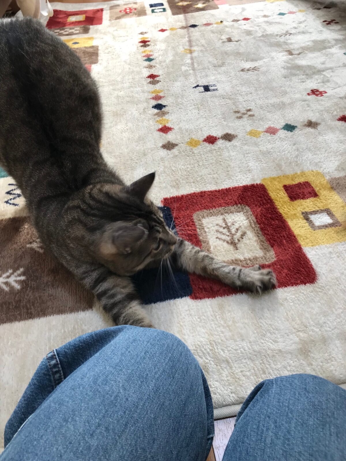 鶴見区ペットシッター　猫多頭飼　お留守番