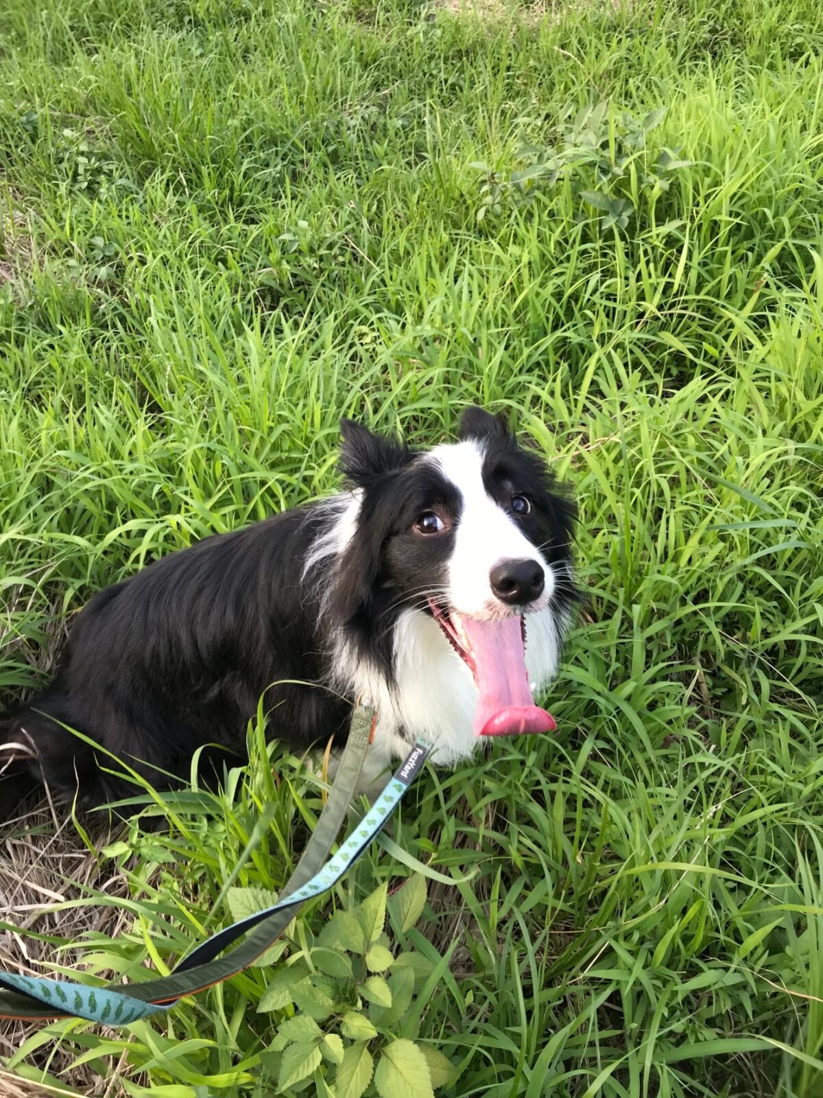 フェレットペットシッター　はお任せを