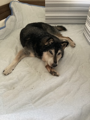 筑紫野市　柴犬　ココちゃん