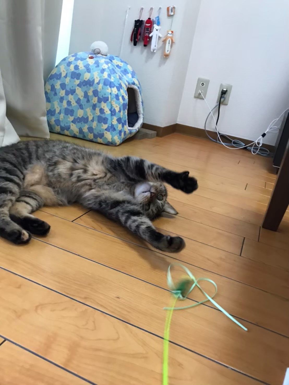 日吉ペットシッター　猫ちゃん