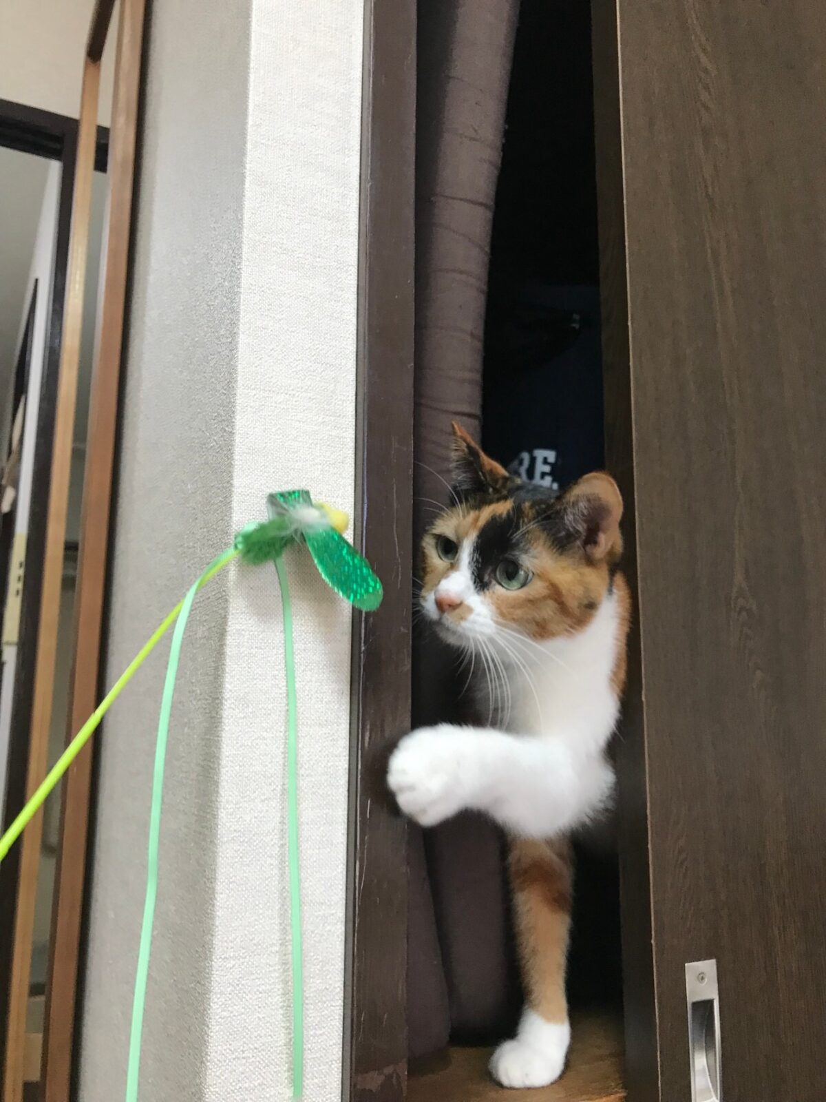 川崎区ペットシッター 三毛猫さんのお世話