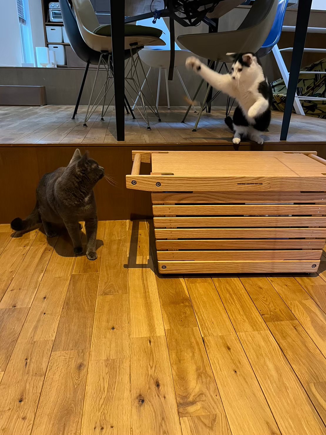 日吉ペットシッター　多頭猫ちゃんお留守番