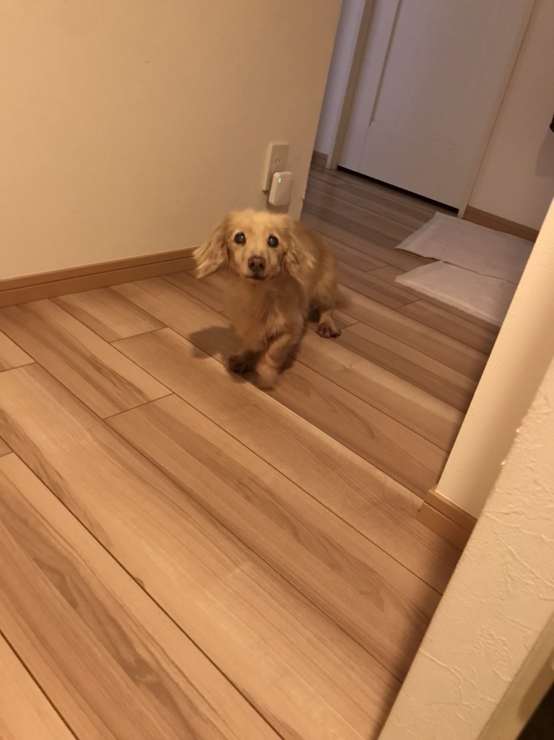 鶴見区ペットシッター ダックスフンドのMちゃん